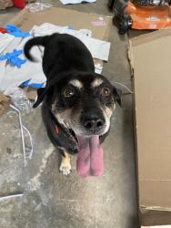 Reunited Male Dog last seen Airport Rd, Clarksville, TN 37042