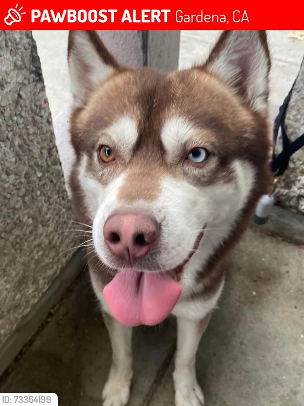 Lost Male Dog last seen La Salle ave. Gardena, Gardena, CA 90247