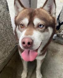 Lost Male Dog last seen La Salle ave. Gardena, Gardena, CA 90247