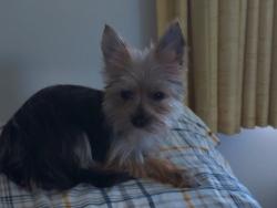 Reunited Female Dog last seen Alpine rd. Close to planet fitness, San Mateo County, CA 94028