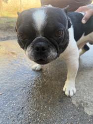 Found/Stray Male Dog last seen Near W Charter Way Stockton, CA 95206 United States, Stockton, CA 95206