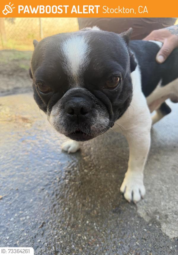 Found/Stray Male Dog last seen Near W Charter Way Stockton, CA 95206 United States, Stockton, CA 95206