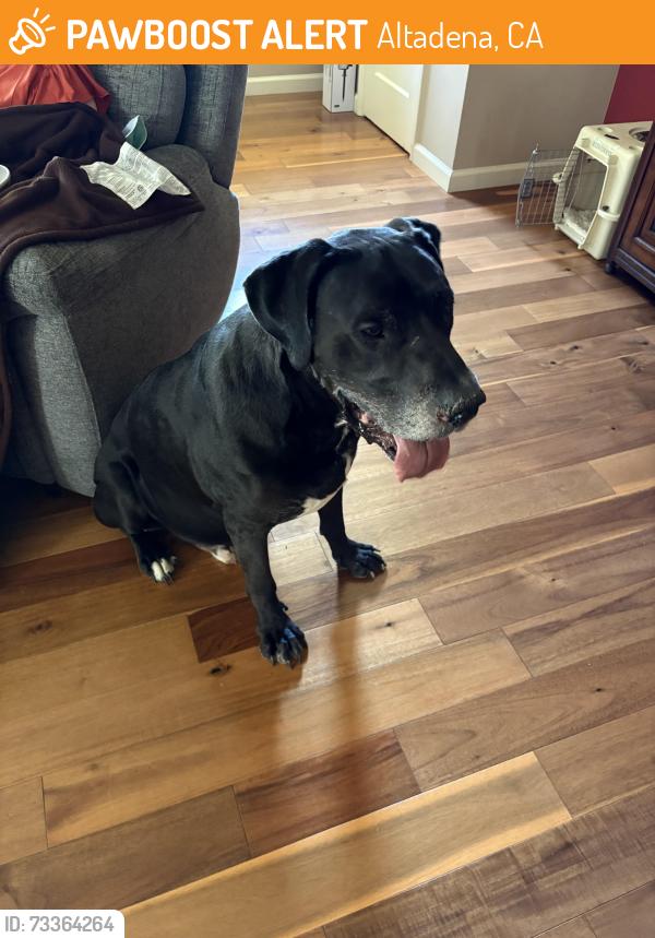 Found/Stray Male Dog last seen Hill and New York, Altadena, CA 91001