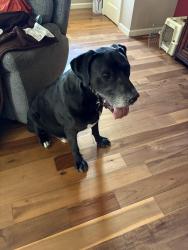 Found/Stray Male Dog last seen Hill and New York, Altadena, CA 91001