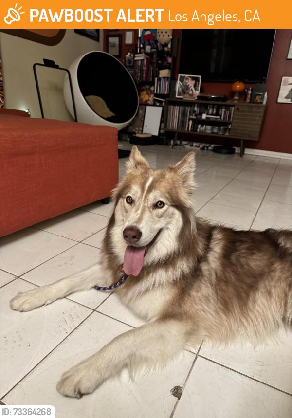 Found/Stray Female Dog last seen Beverly Glen and Sunset Blvd, Los Angeles, CA 90077