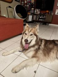 Found/Stray Female Dog last seen Beverly Glen and Sunset Blvd, Los Angeles, CA 90077