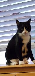 Lost Male Cat last seen 109th & 39th Ave ne Orchards area, Orchards, WA 98682