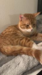 Lost Male Cat last seen N Haven and N Girard, Portland, OR 97203