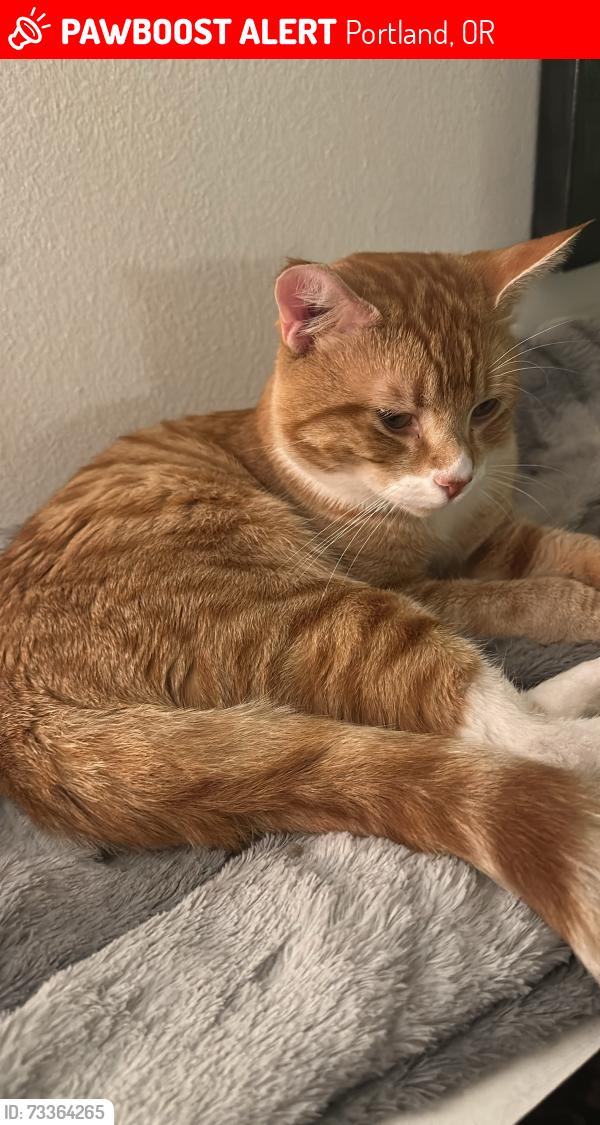 Lost Male Cat last seen N Haven and N Girard, Portland, OR 97203