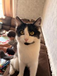 Lost Male Cat last seen Braunstone park, Leicester, England LE3 1QN