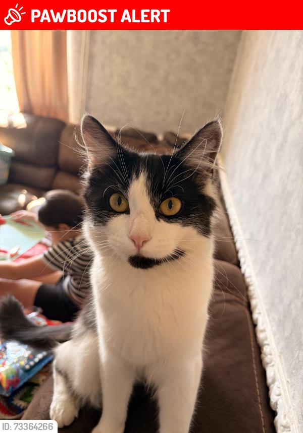 Lost Male Cat last seen Braunstone park, Leicester, England LE3 1QN