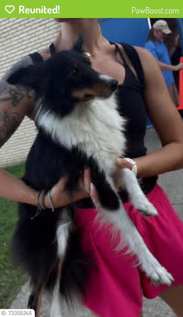 Reunited Female Dog last seen Connellsville Area Community Center. Near East Crawford Ave., Connellsville, PA 15425