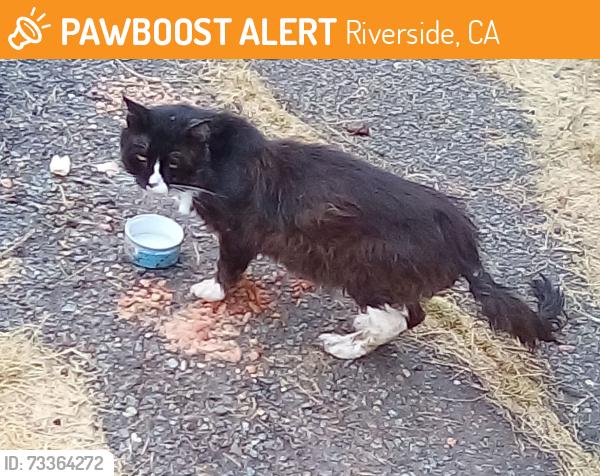 Found/Stray Unknown Cat last seen V.F.W. Riverside, Riverside, CA 92505
