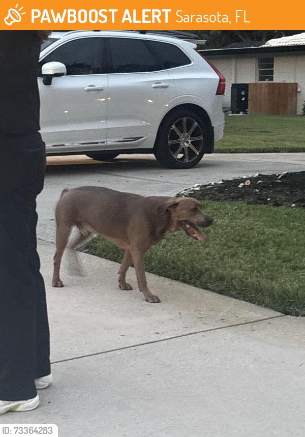 Found/Stray Unknown Dog last seen Pine Valley and Brookhaven, Sarasota, FL 34239