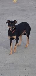 Found/Stray Male Dog last seen At Weigels parking lot across Pinnacle, Bristol, TN 37620