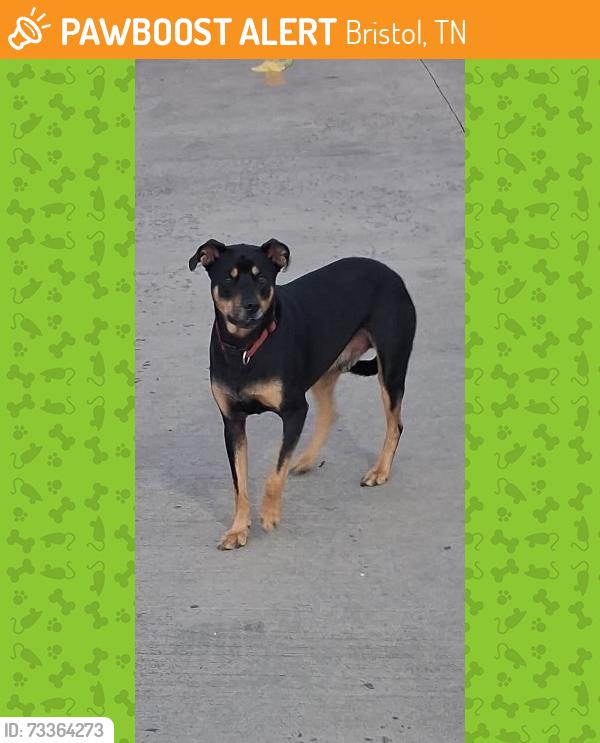 Found/Stray Male Dog last seen At Weigels parking lot across Pinnacle, Bristol, TN 37620