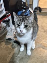 Lost Female Cat last seen Gaviota Dr, Salinas, CA 93905