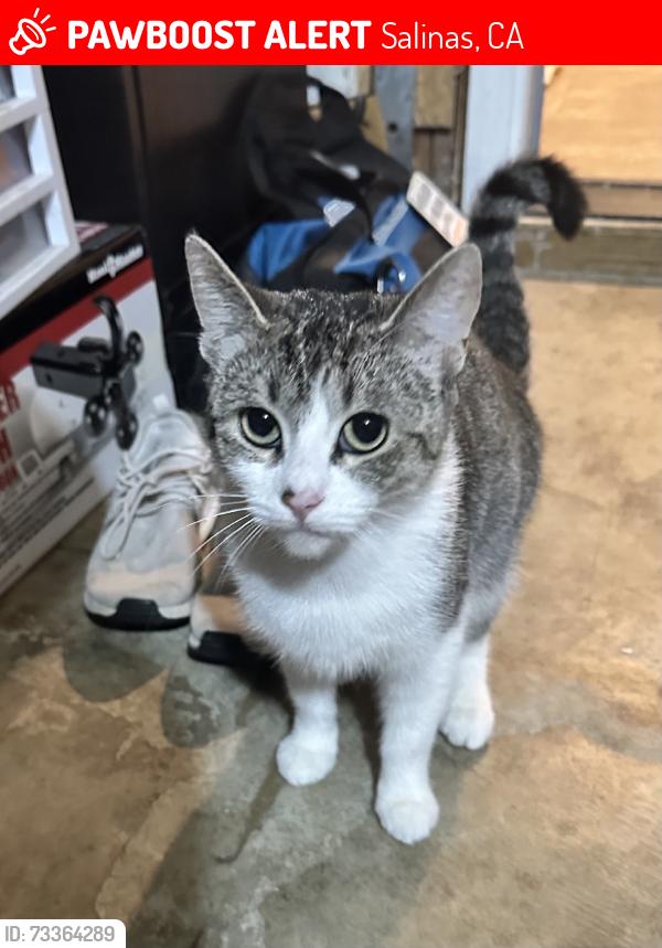 Lost Female Cat last seen Gaviota Dr, Salinas, CA 93905