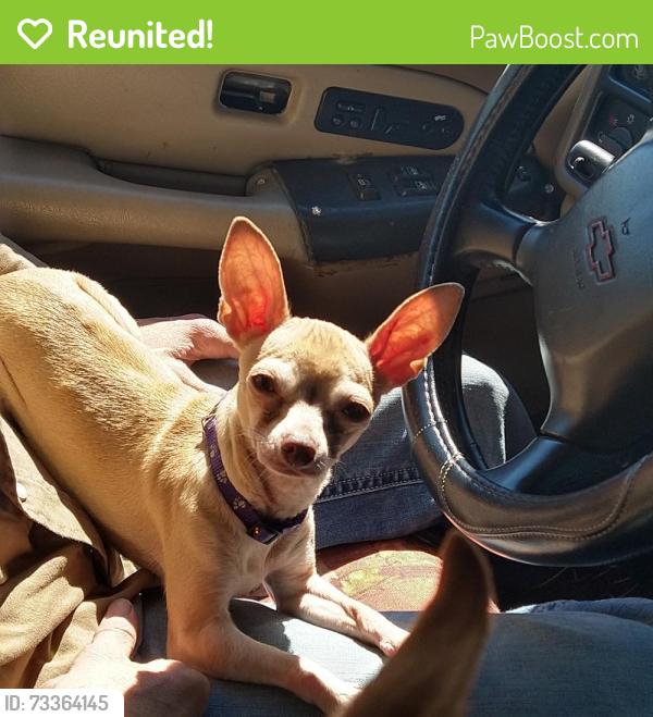 Reunited Female Dog last seen Wrigley Way & Wheelock, Fort Worth, TX 76133