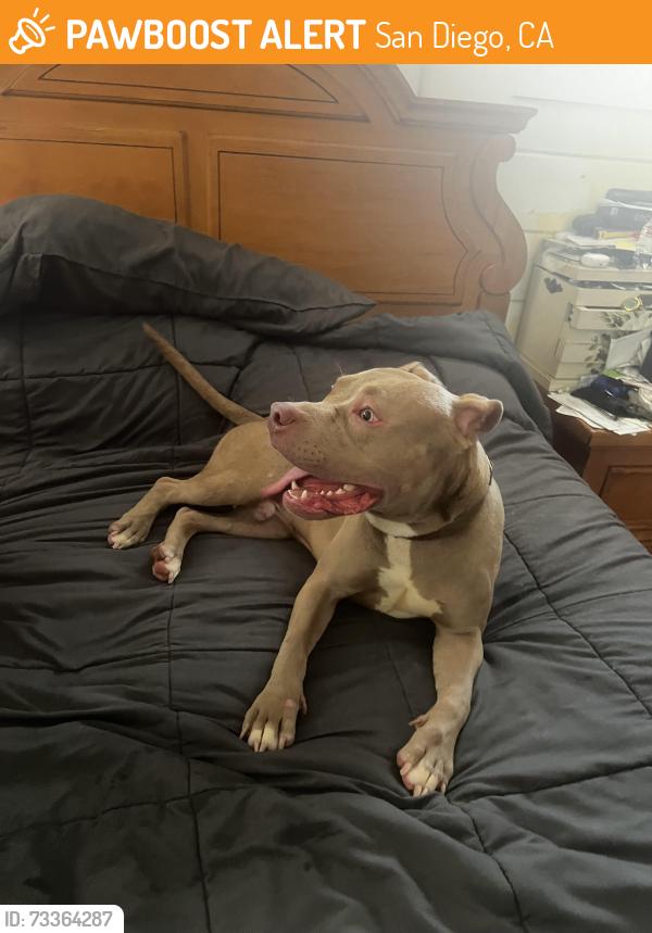 Found/Stray Male Dog last seen 28th and redwood st, San Diego, CA 92104