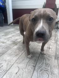 Lost Female Dog last seen Piney green, Piney Green, NC 28544