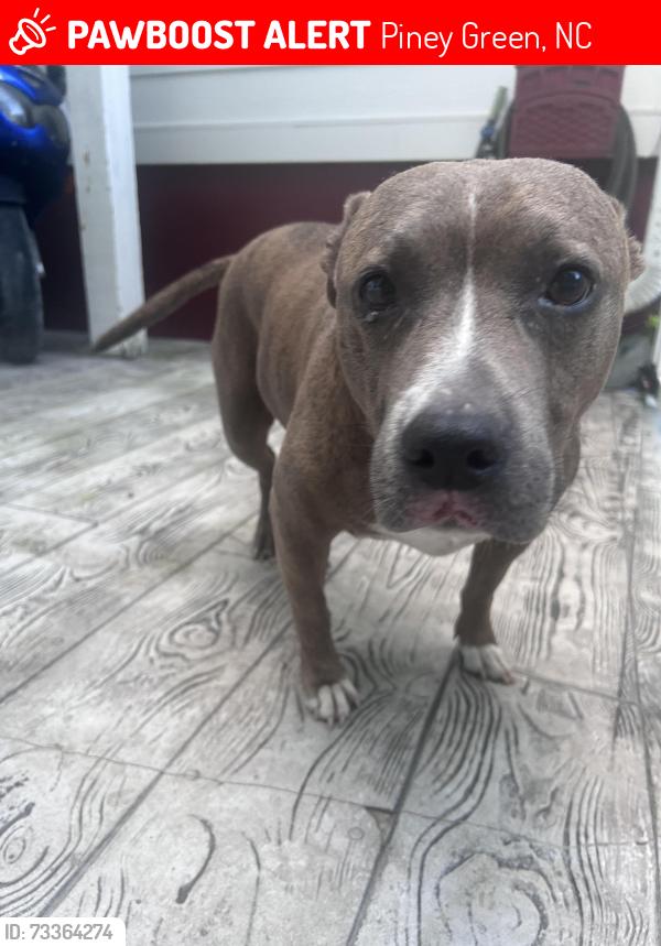 Lost Female Dog last seen Piney green, Piney Green, NC 28544