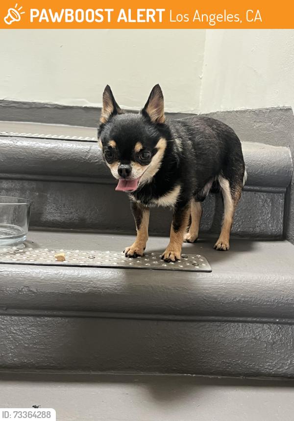 Found/Stray Male Dog last seen La Grange Ave, Los Angeles, CA 90025