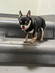 Found/Stray Male Dog last seen La Grange Ave, Los Angeles, CA 90025