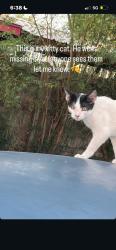 Lost Male Cat last seen Holland ave, Mission, TX 78572
