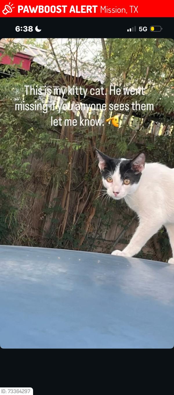 Lost Male Cat last seen Holland ave, Mission, TX 78572