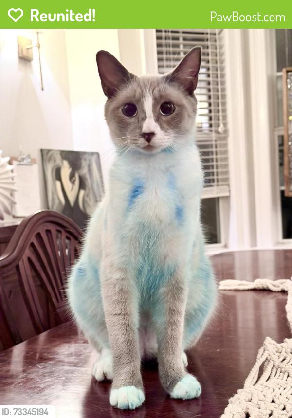 Reunited Male Cat last seen Woodstream Rd and Sullivan Rd, Newnan, GA 30265