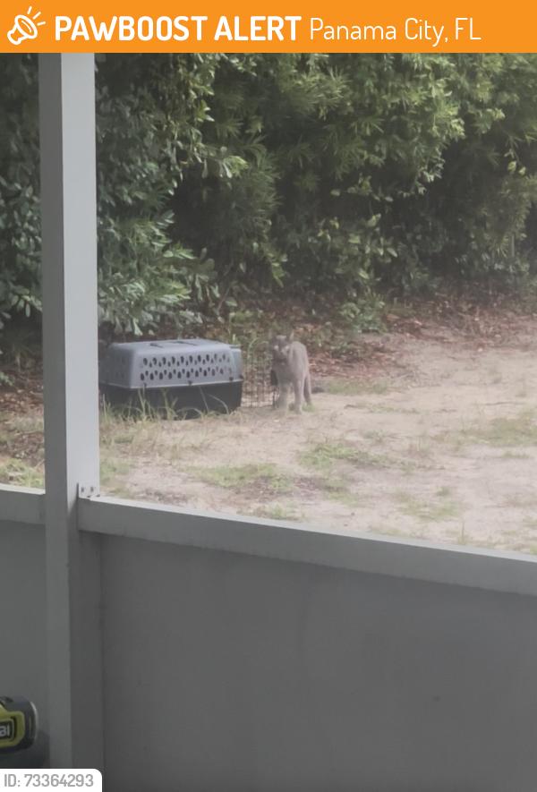 Found/Stray Unknown Cat last seen Oxford Drive and Stanford Road, Panama City, FL 32405