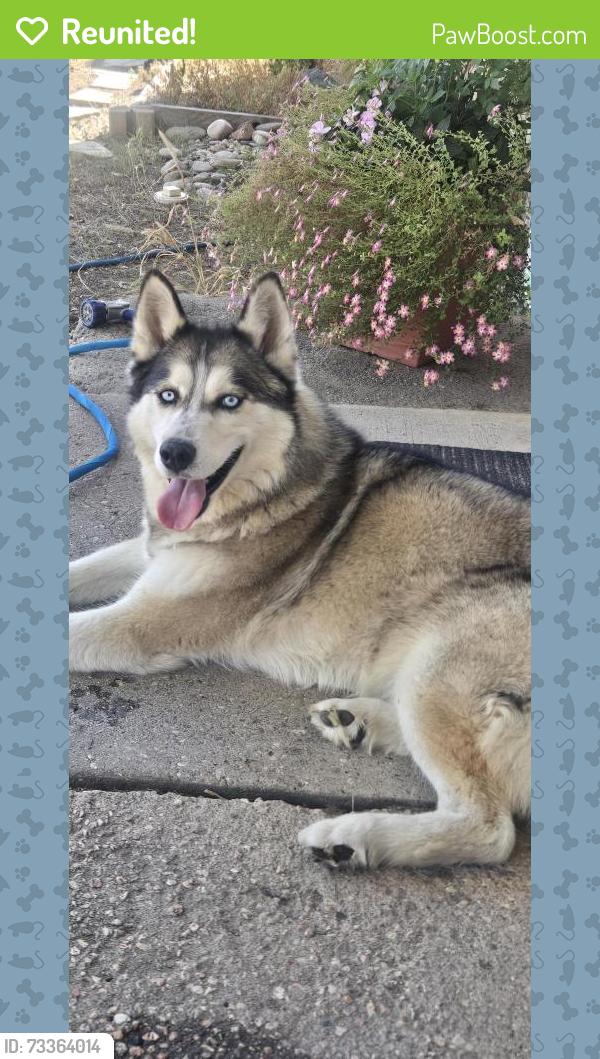 Reunited Unknown Dog last seen Hayes Drive and easy street, Colorado Springs, CO 80911