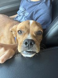 Reunited Male Dog last seen Larkwood, Houston, TX 77074