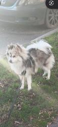 Lost Male Dog last seen Near national st, Queens, NY 11368