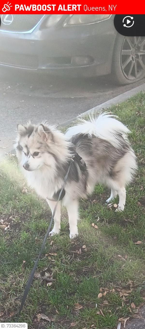 Lost Male Dog last seen Near national st, Queens, NY 11368