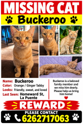 Lost Male Cat last seen Sparks elementary, La Puente, CA 91744