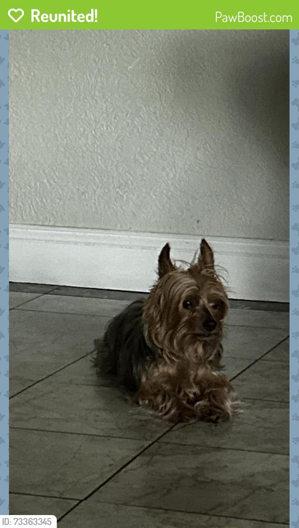 Reunited Male Dog last seen Osceola lake, Hendersonville, NC 28739