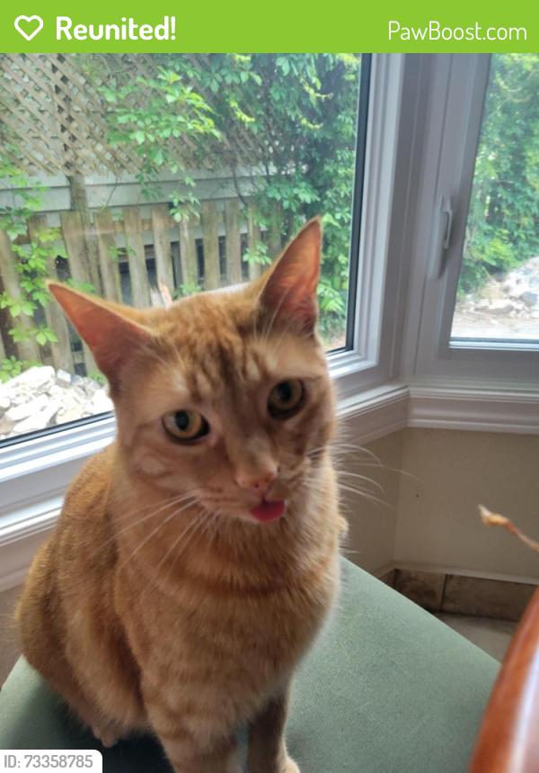 Reunited Male Cat last seen Holton Heights, Oakville, ON L6H 2G1