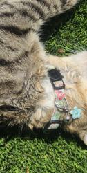Found/Stray Unknown Cat last seen Ft. Apach and Cheyenne, Las Vegas, NV 89129