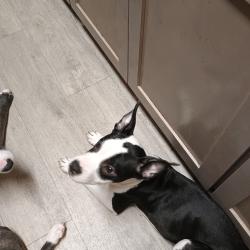 Lost Female Dog last seen 29th Ave & 33rd Ave, Spokane WA, Spokane, WA 99260