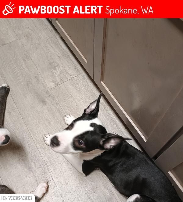 Lost Female Dog last seen 29th Ave & 33rd Ave, Spokane WA, Spokane, WA 99260