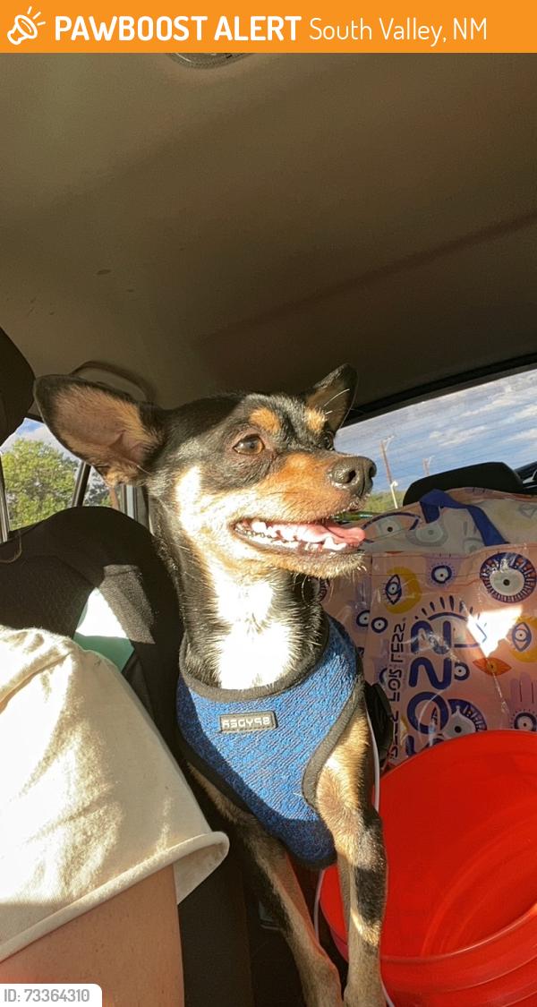 Found/Stray Male Dog last seen Bridge, South Valley, NM 87105