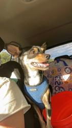Found/Stray Male Dog last seen Bridge, South Valley, NM 87105
