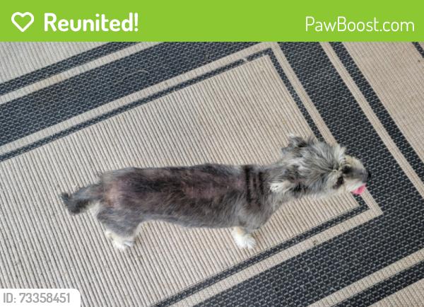 Reunited Female Dog last seen Mockingbird Drive, Alvin, TX 77511