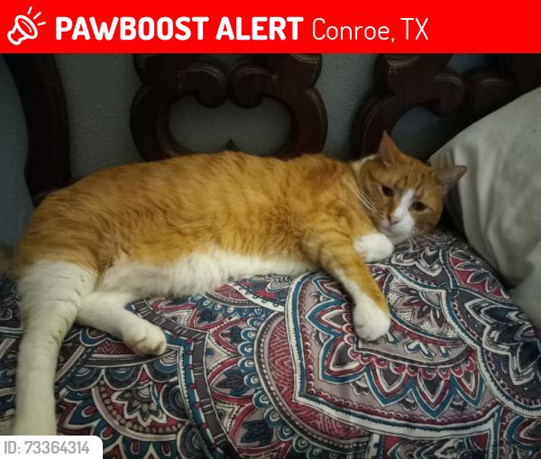 Lost Male Cat last seen Summit sr and ridgeway, Conroe, TX 77303