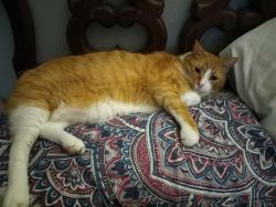 Lost Male Cat last seen Summit sr and ridgeway, Conroe, TX 77303
