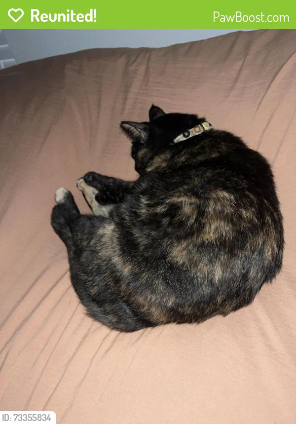 Reunited Female Cat last seen Burson Ave/Lovvorn Rd, Carrollton, GA 30117