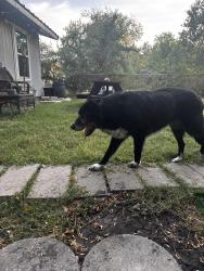 Found/Stray Male Dog last seen White paws and black long fur, New Braunfels, TX 78130