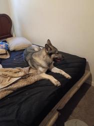 Lost Female Dog last seen Virginia Ave and galena, Denver, CO 80247